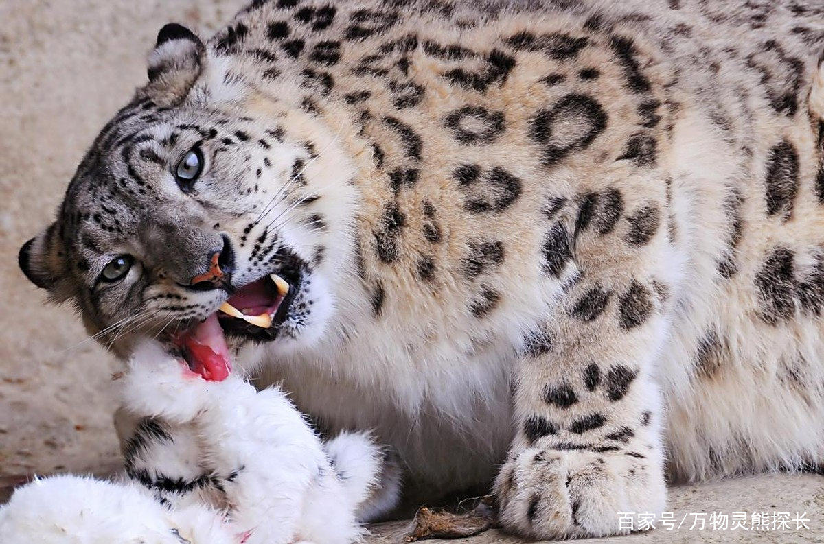 九游官网关于天山雪豹队鏖战齐鲁暴熊队，柔道半决赛爆冷，转换速度占优。传控打穿防线的信息